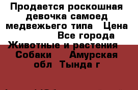 Продается роскошная девочка самоед медвежьего типа › Цена ­ 35 000 - Все города Животные и растения » Собаки   . Амурская обл.,Тында г.